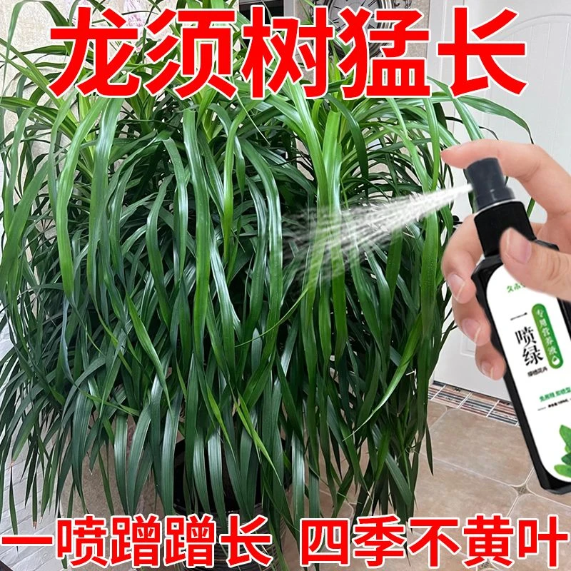 龙须树营养液壮根助生长直喷液体肥料叶增绿增大治黄叶干尖枯萎
