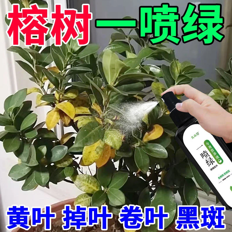【专治黄叶】榕树盆景专用营养液治黄叶掉叶壮根促生长直喷有机肥