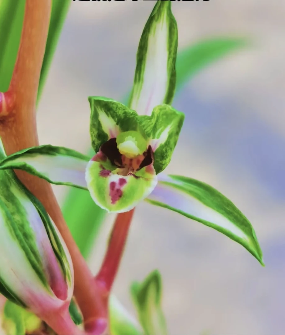 春兰春剑莲瓣蕙兰送春秋芝绿兰寒兰建兰浓香型室内仔盆栽绿植