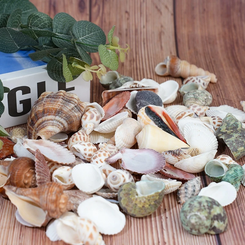 天然海螺贝壳海星珊瑚地中海装饰道具鱼缸造景DIY贝壳摆件微景观