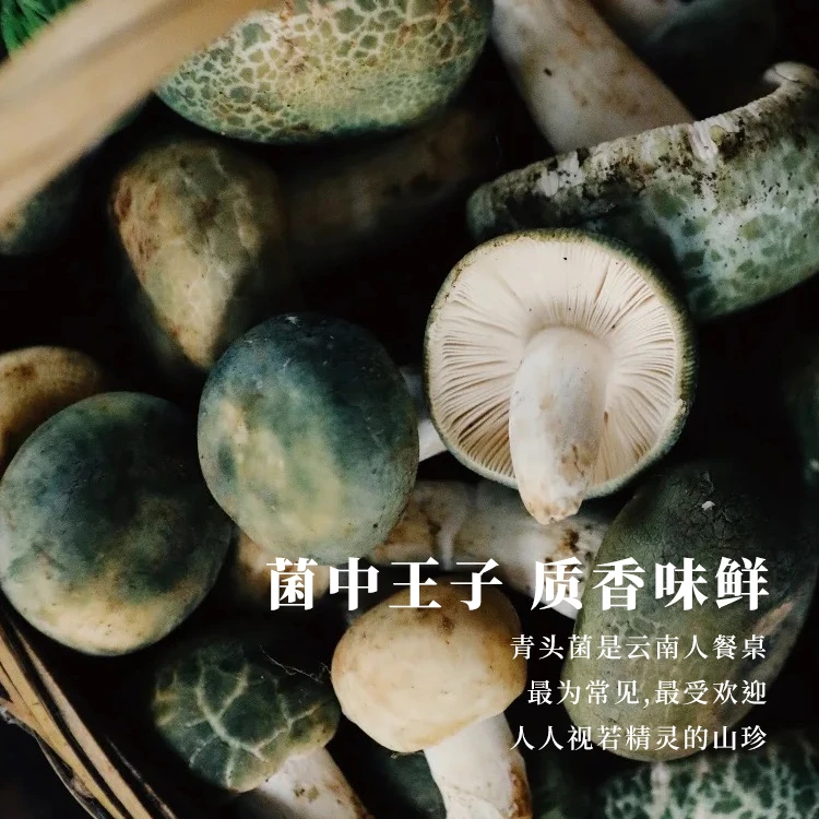 菌老头2024年云南野生菌青头菌顺丰冷链空运包邮