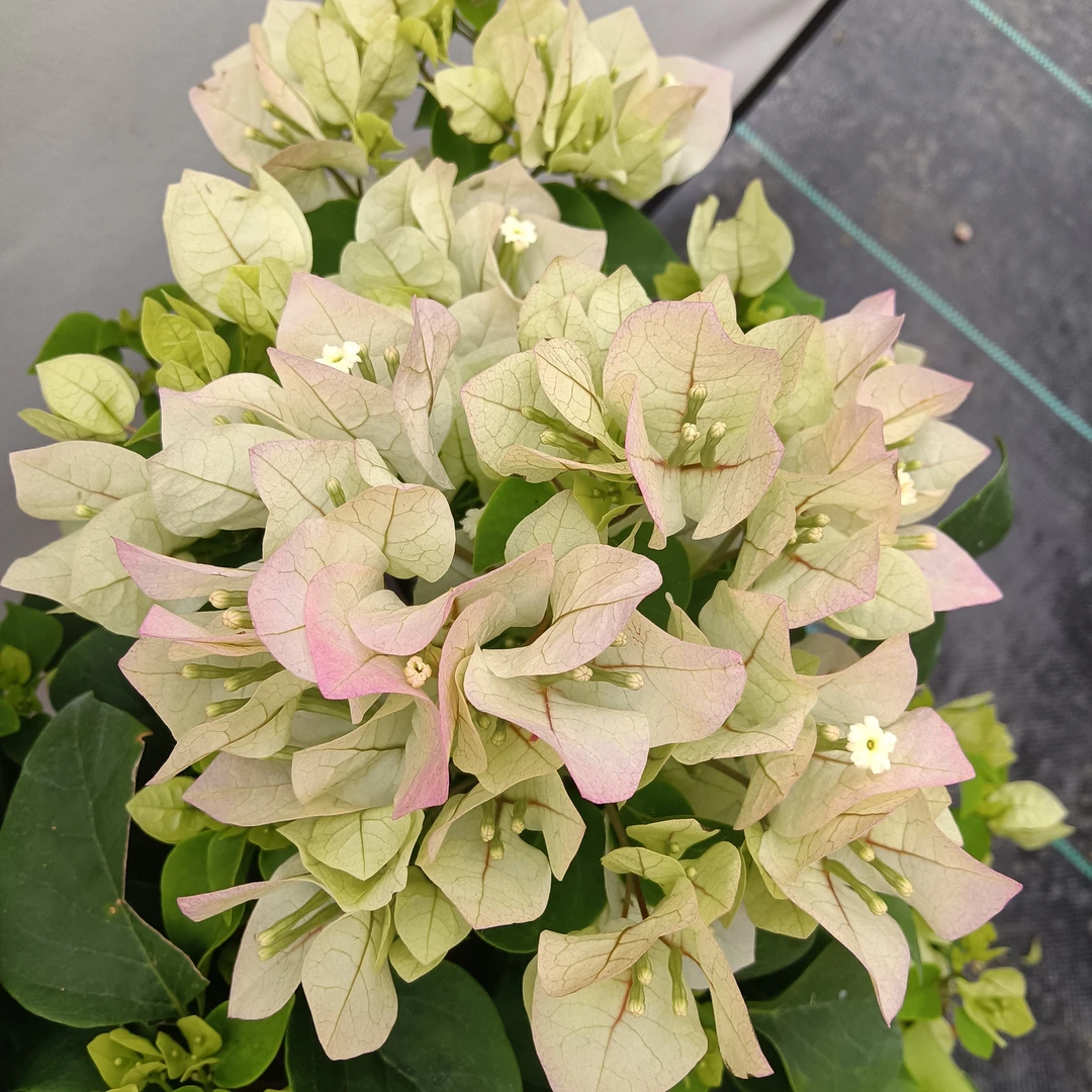 原生老桩绿叶樱花三角梅!四季开花原盆原土木架发货包邮