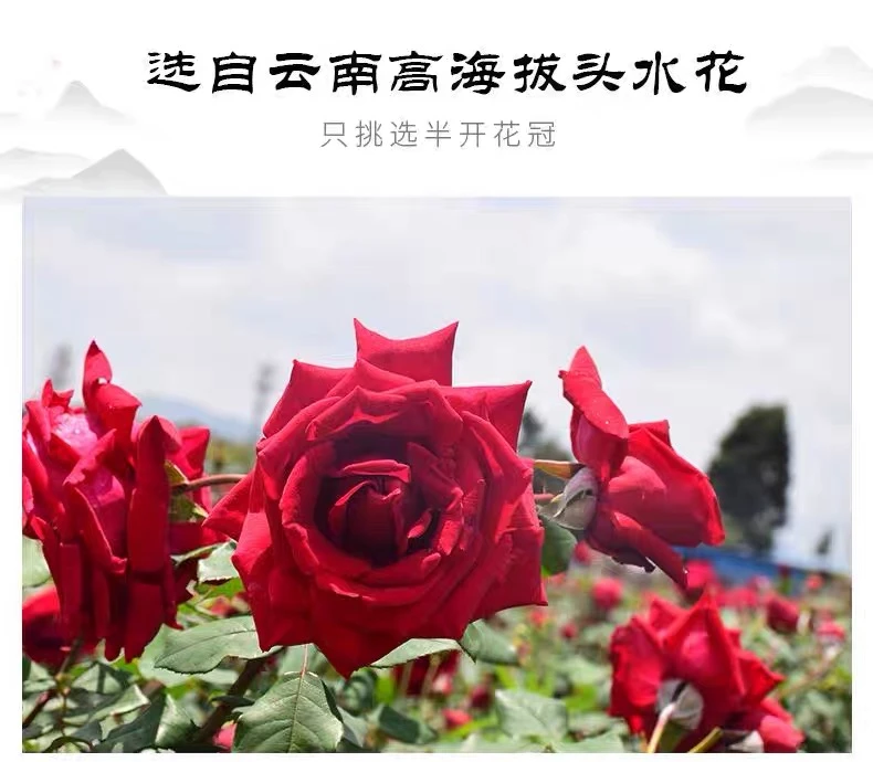 【墨红玫瑰】边境深山现收山货蔬菜【墨,红,玫,瑰,搭配使用】