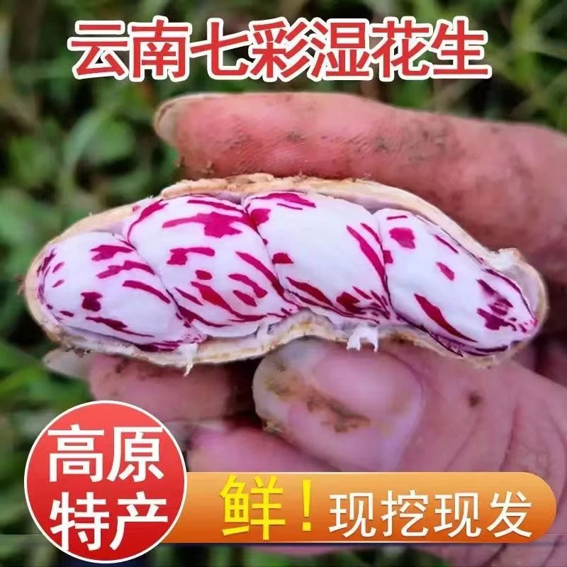 【七彩花生4】现收山货花生农家自种好吃清香营养价值高