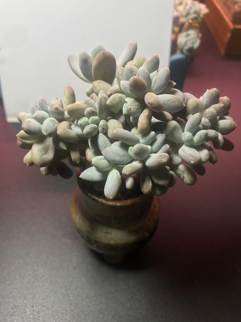 稻田鸡：朵朵缀化，造型独特