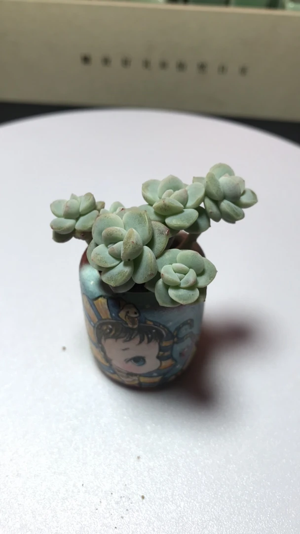 冰玉六头朵朵缀一桩一头非常可爱