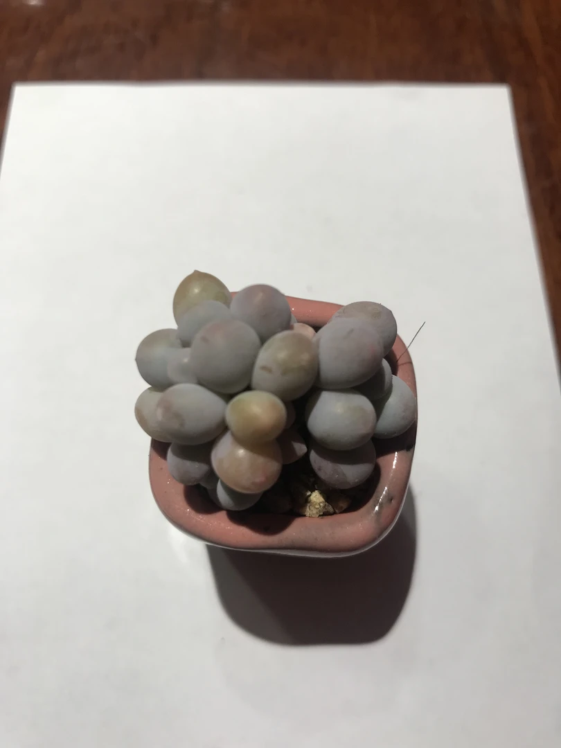 奶酪杂交叶插苗，叶片圆润可爱，出状态各异