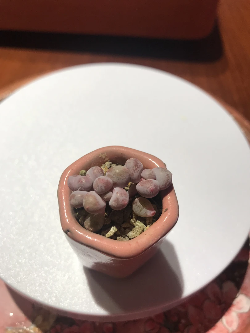 三头彩虹奶叶片出状态粉红带尖特别可爱的