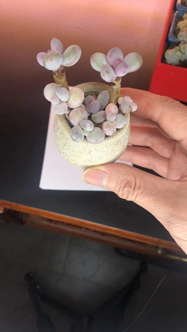 整桩七头彩虹奶，叶片圆润可爱，出状态粉红带尖特别可爱的