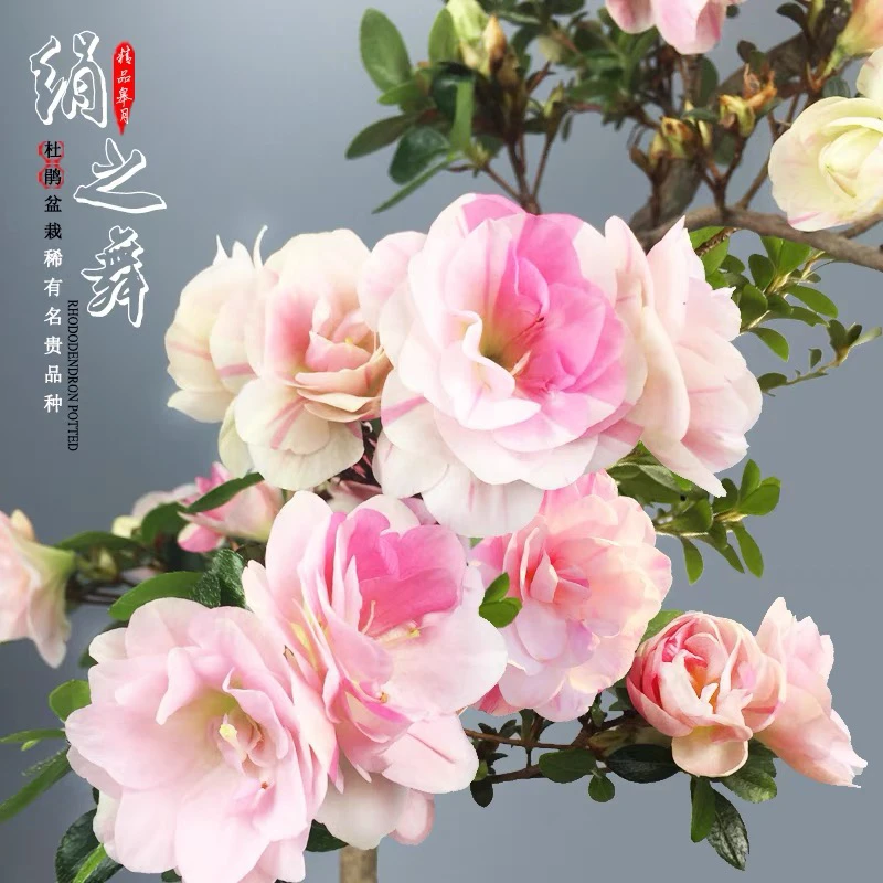 皋月杜鹃花七彩娟之舞久留米进口春娟重瓣多色耐寒耐热盆景素材苗