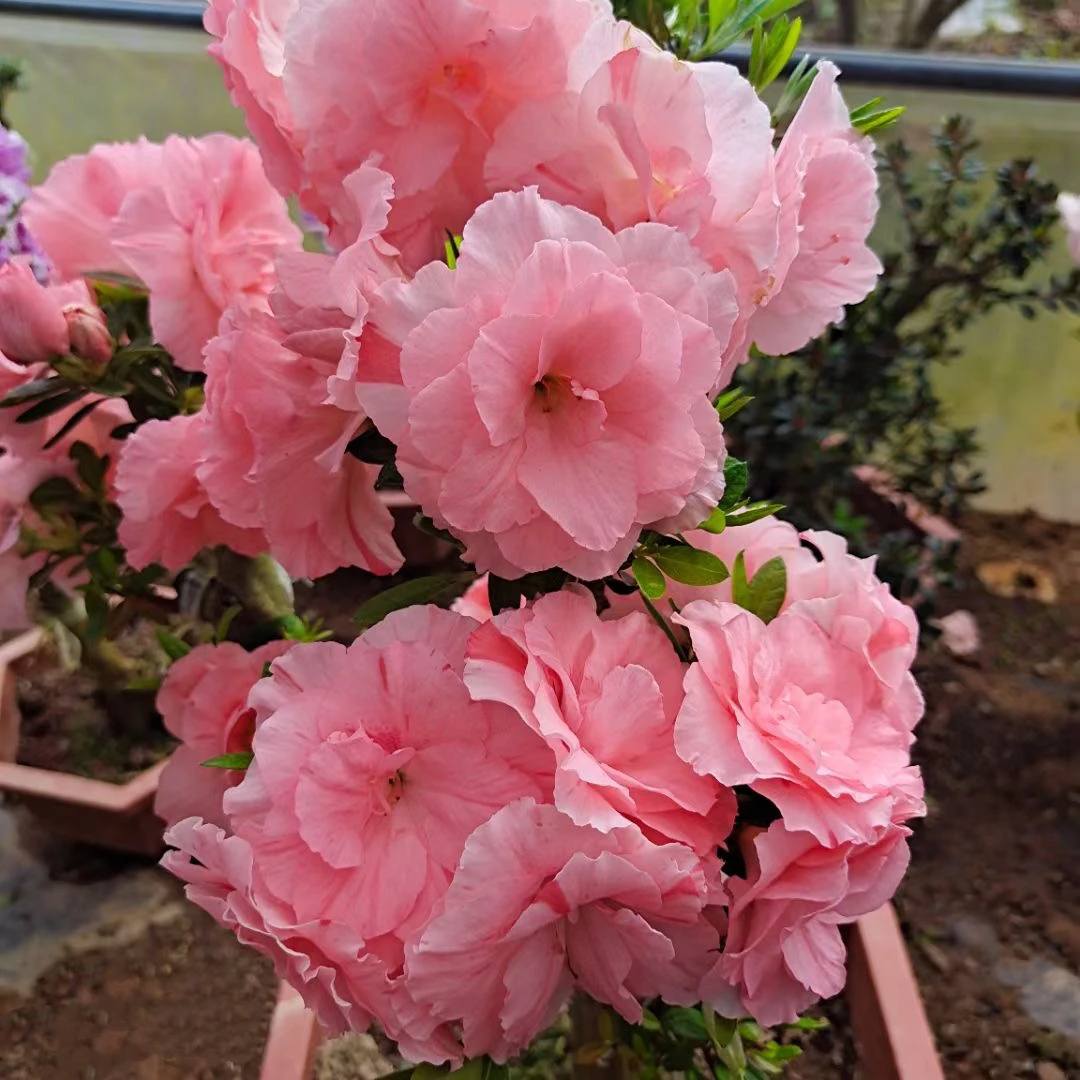 桃梅锦杜鹃花盆栽稀有名贵皋月品种庭院树苗室内绿植耐寒耐热好养