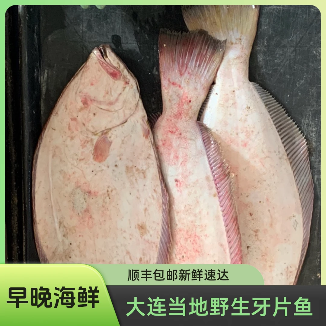 大连当地牙片鱼顺丰包邮（直播称重）
