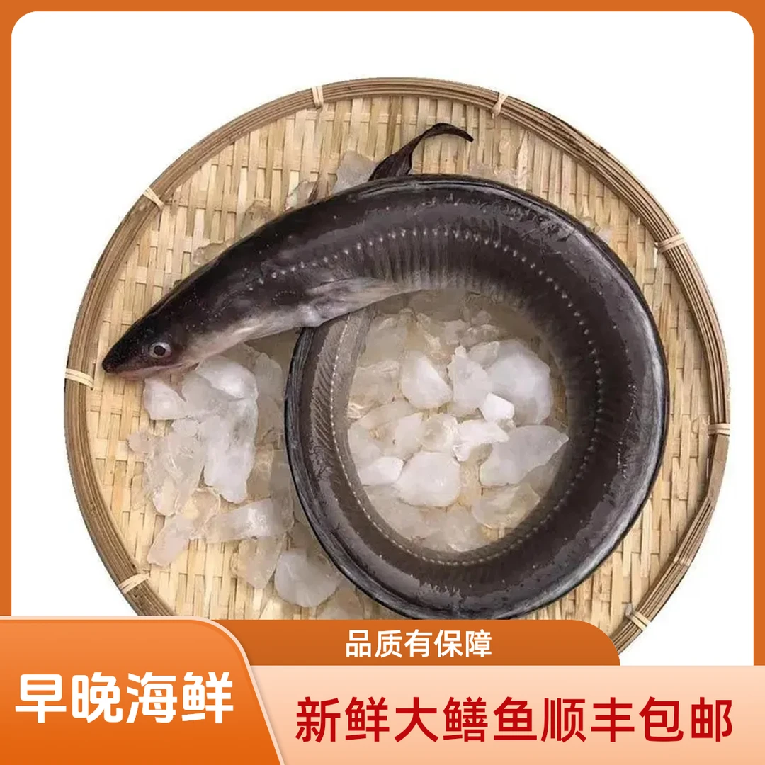 大连当地新鲜大鳝鱼顺丰包邮