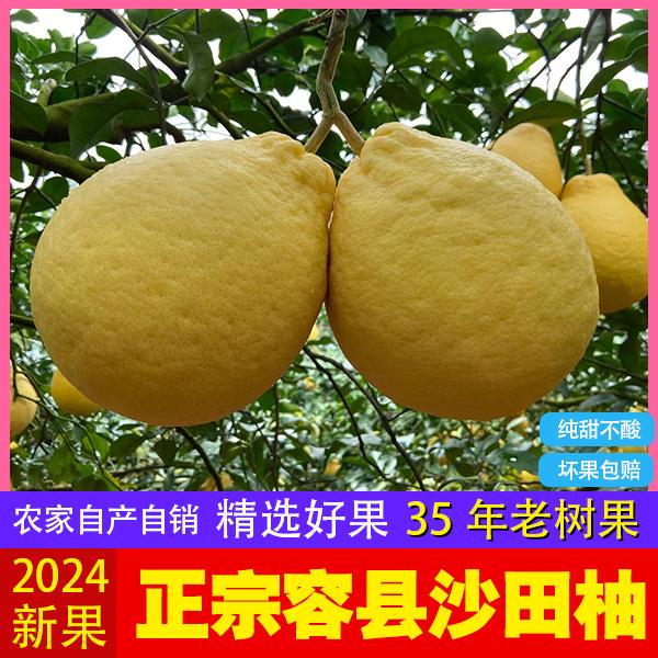 正宗纯甜容县沙田柚特产沙田柚子新鲜水果礼盒装袋装产地直发包邮