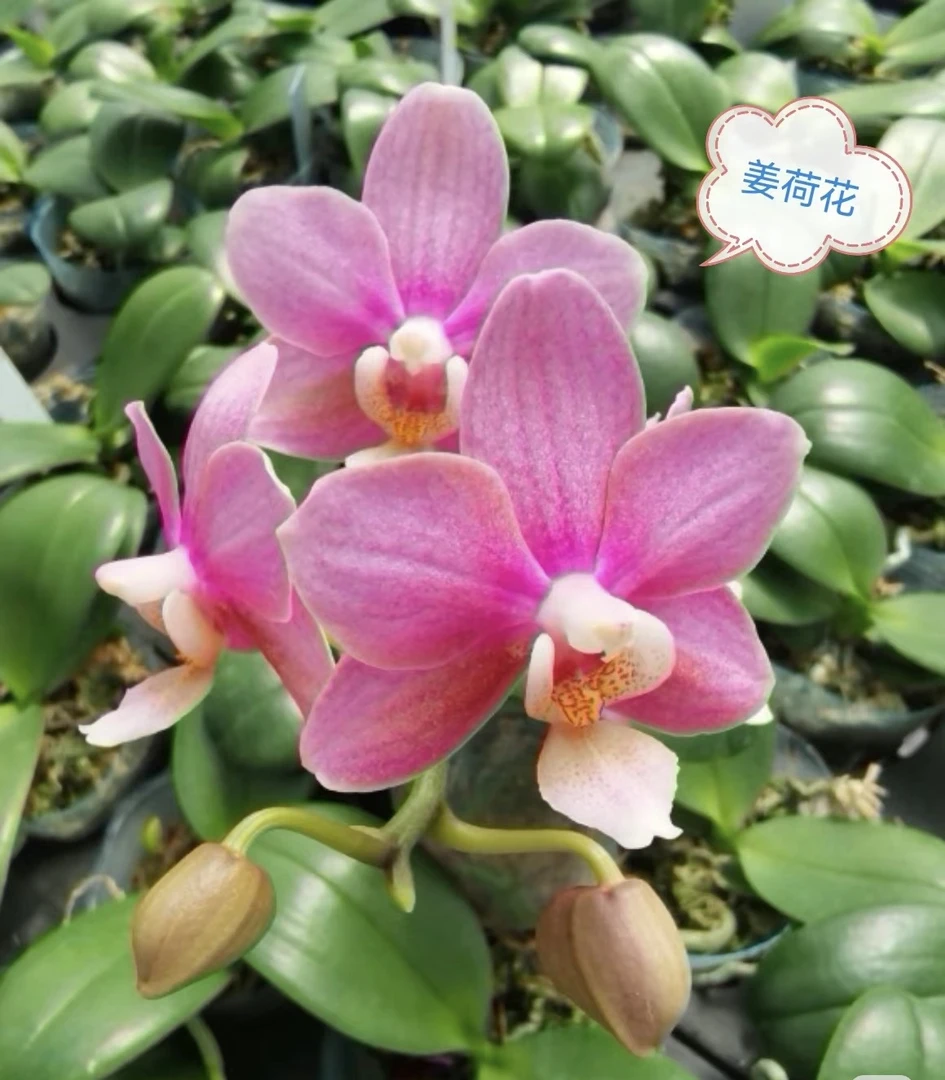 《姜荷花》蝴蝶兰2.8寸杯双花剑出梗苗