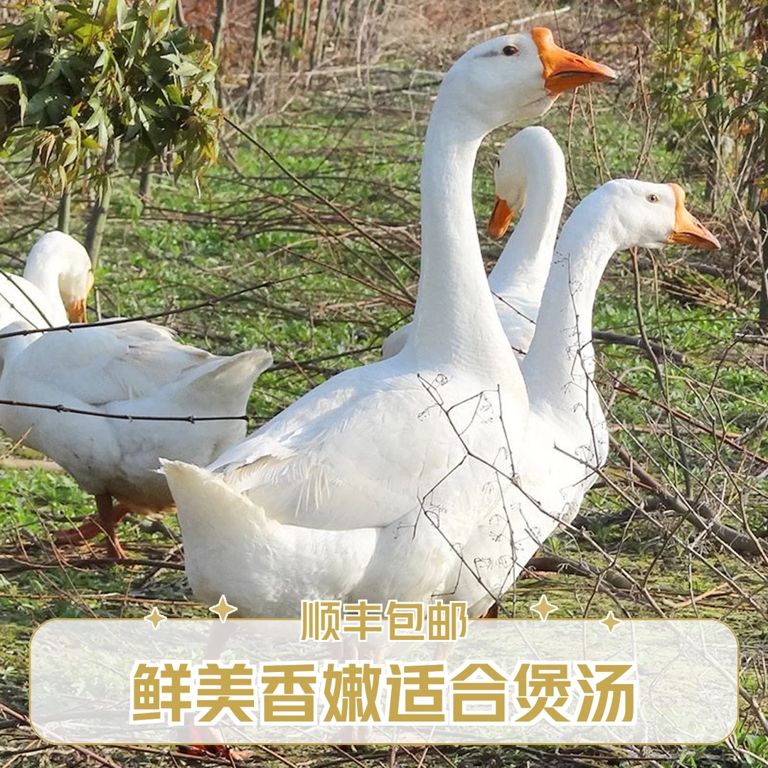 【买鹅赠鸡】皖西大白鹅冷藏煲汤香红烧鲜美毛重7-9斤净重4.8-5.5斤
