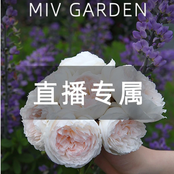 波莱罗Bolero胖仙女白粉色仙气四季开花阳台庭院大花浓香欧月季苗