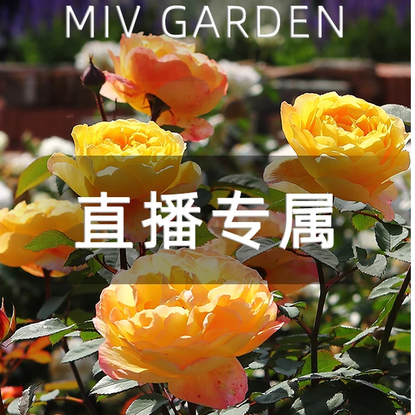【直播】1加仑【怀香】艾玛汉密尔顿芽变浓香耐热耐雨灌月季