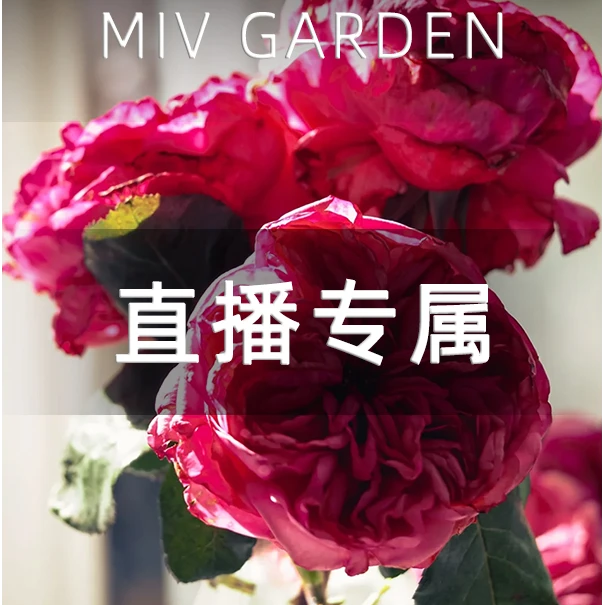 【春日福利】玫昂胭脂 Audrey Fleurot粉色阳台庭院灌木玫瑰月季