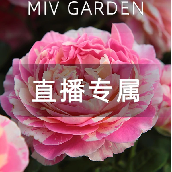 【法国莫奈】宠粉福利优秀品种复色耐热新手闭眼入月季花