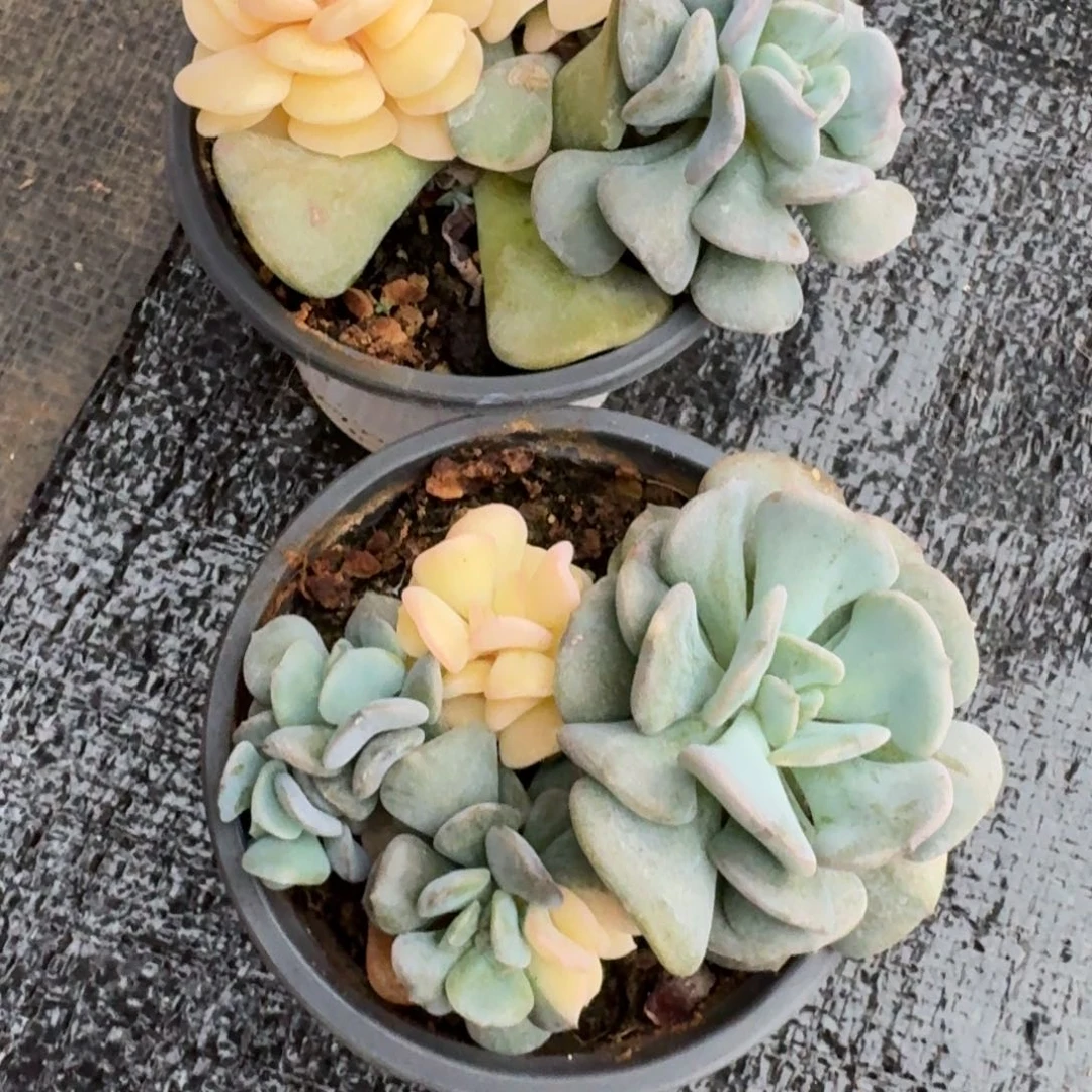 雪精灵锦多肉植物