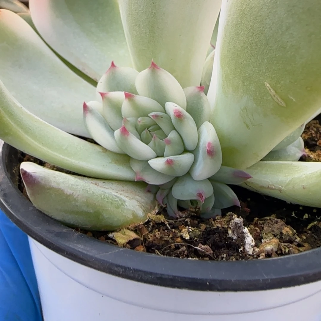 【闪购商品】娃娃锦