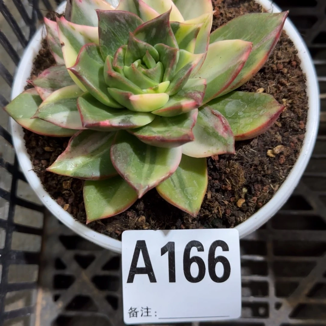 藏宝图锦166多肉植物