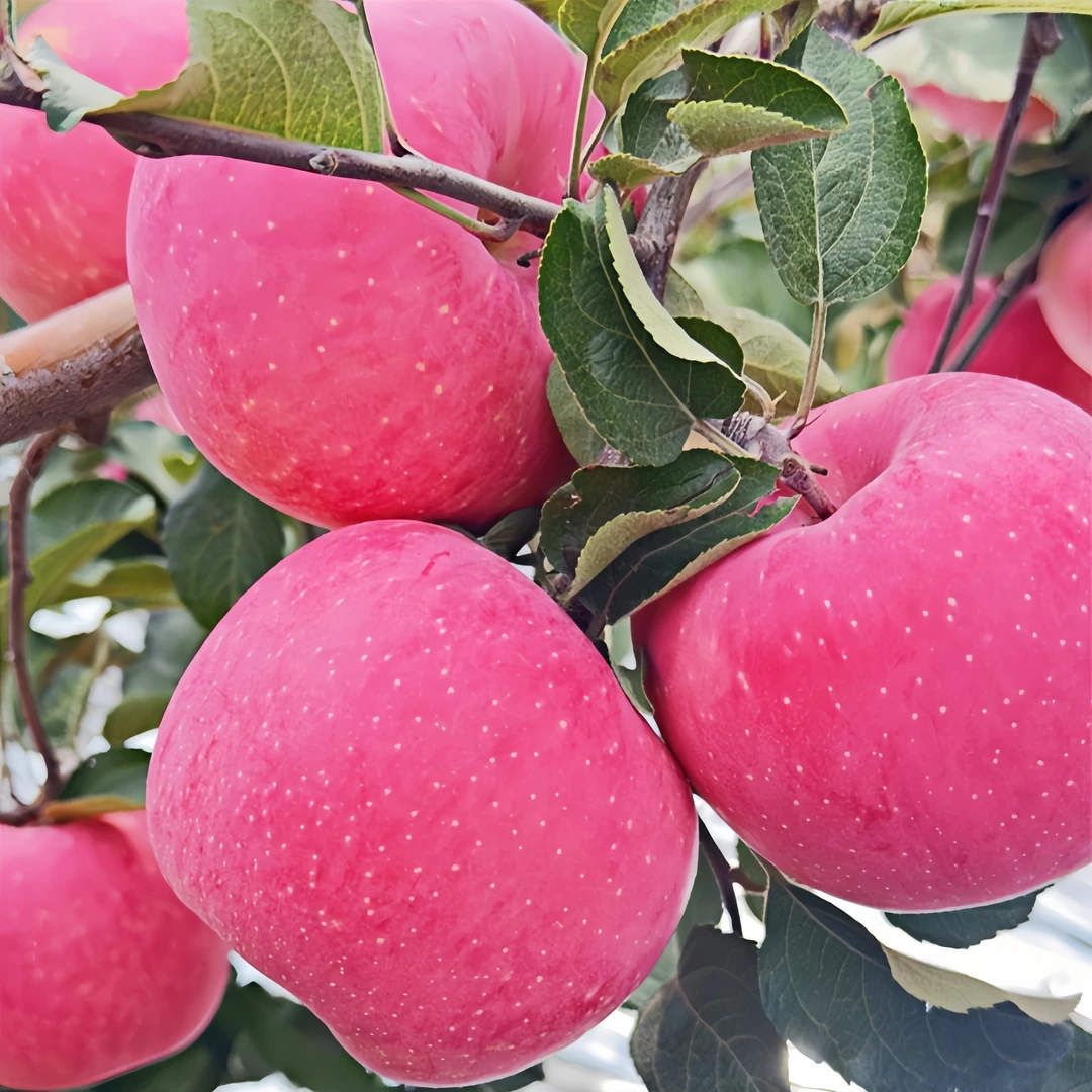 [大箱15斤]正宗延安山地红富士苹果 果农直发脆甜多汁（洛川 志丹）