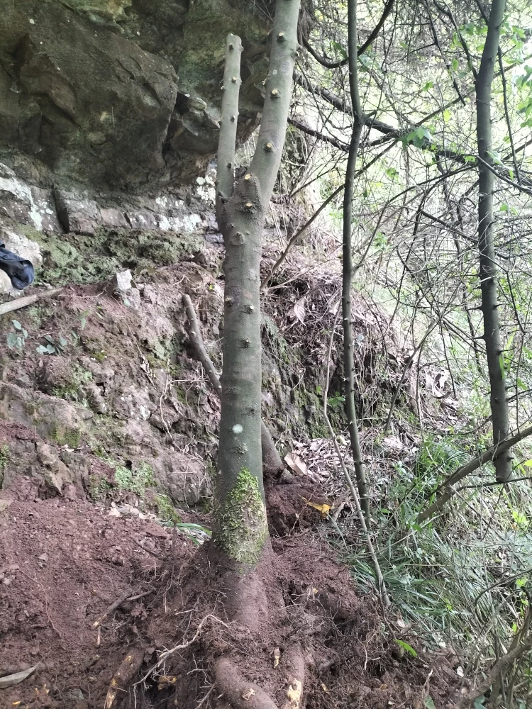 金弹子地景桩素材源头