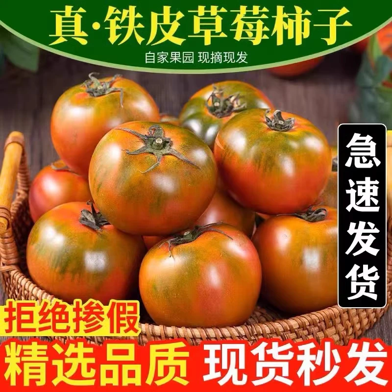 正宗丹东草莓西红柿铁皮柿子草莓柿子自然熟酸甜可口生吃水果番茄