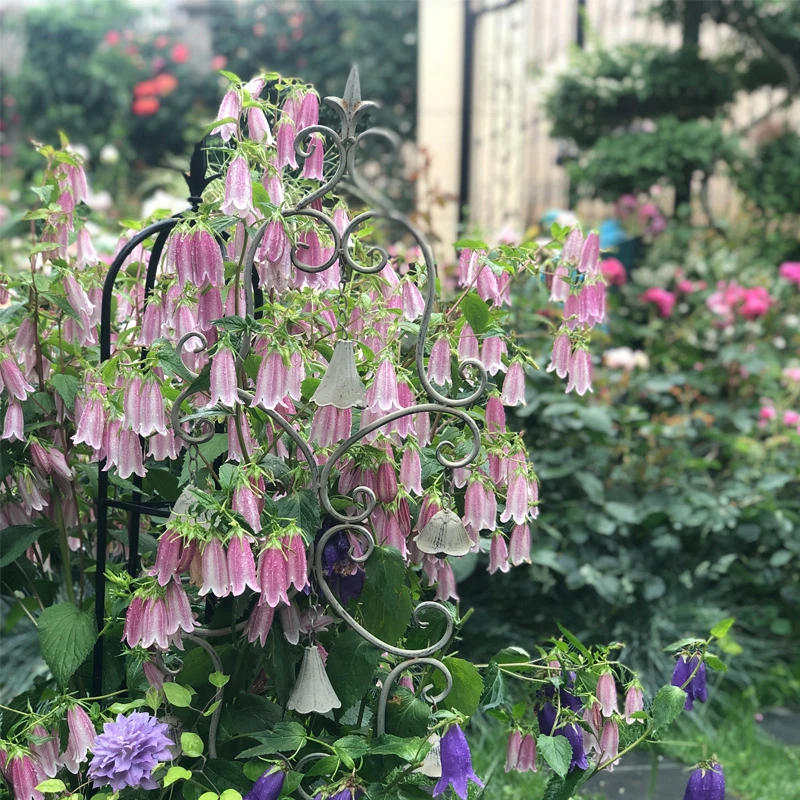 逸棵海明/重瓣紫斑垂吊风铃草花苗小苗四季阳台庭院盆栽宿根