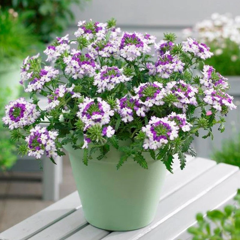 逸棵美女樱花苗种子孑籽苗四季种开花盆栽阳台庭院室内外冬季