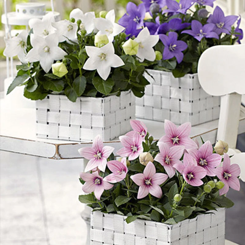 逸棵桔梗花苗种子苗多年生阳台庭院盆栽室内外花卉四季种开花单瓣