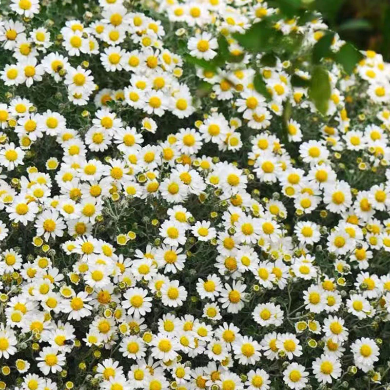 逸棵足摺野路菊多年生花卉阳台庭院室外四季春季盆栽植物