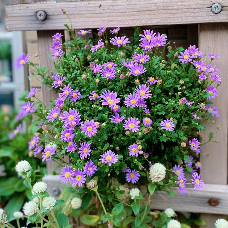 逸棵多年生细叶姬小菊盆栽小苗四季种开花阳台庭院种植非常容易