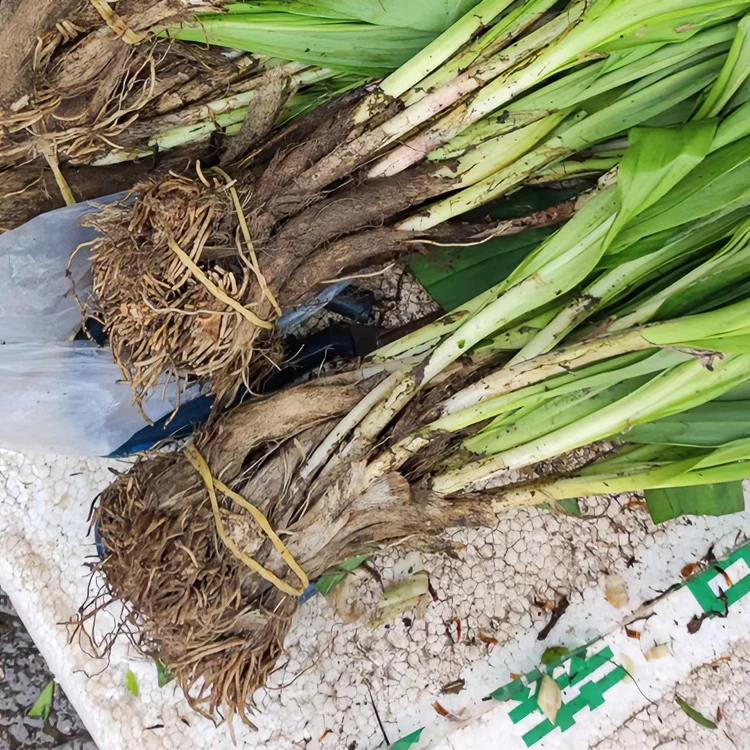 黑龙江山葱罐头山葱叶1罐250克装包邮。