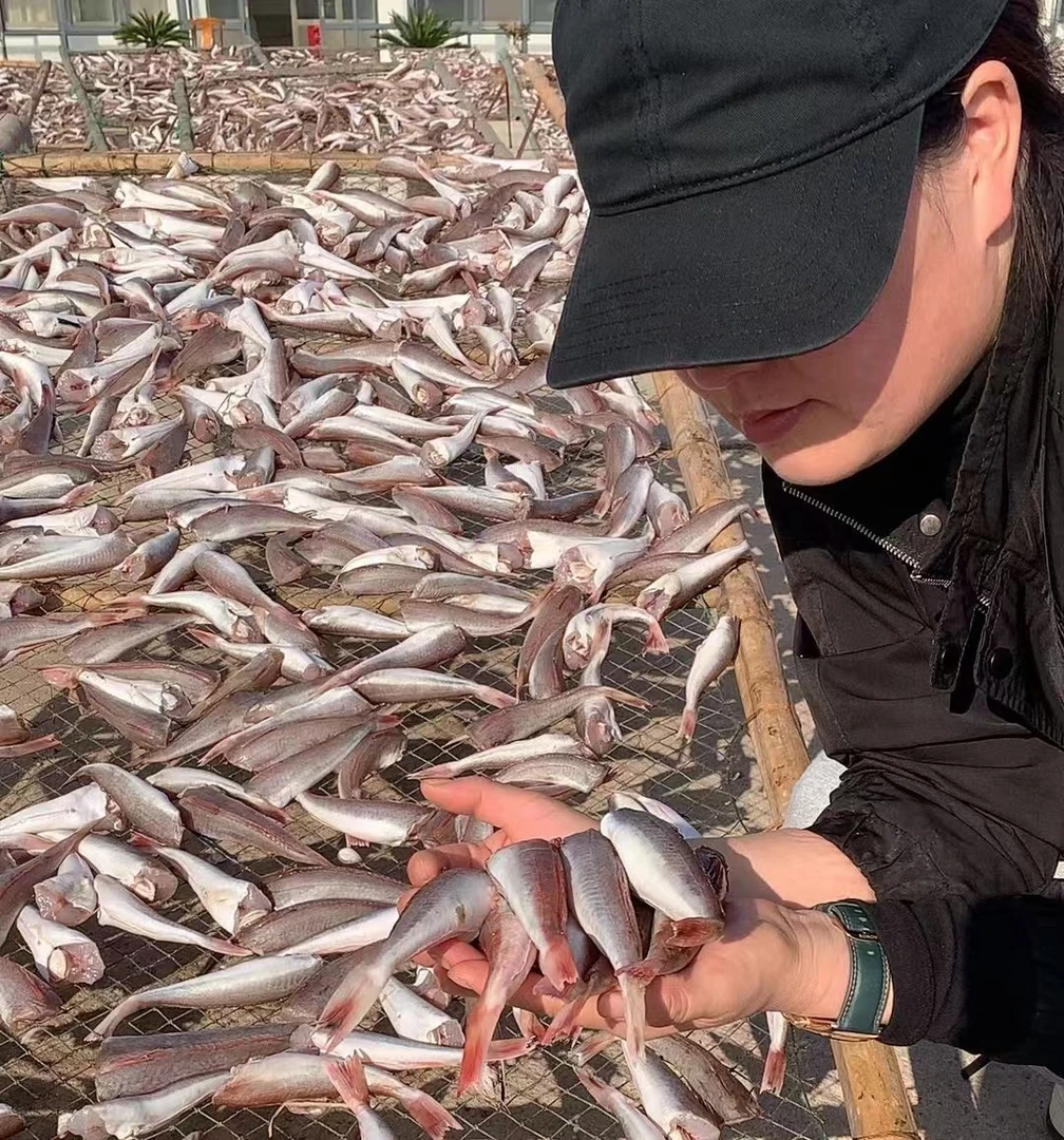 野生红娘子鱼去头去内脏一卤鲜淡盐半干鱼肉棍发，拍四斤送一发5斤