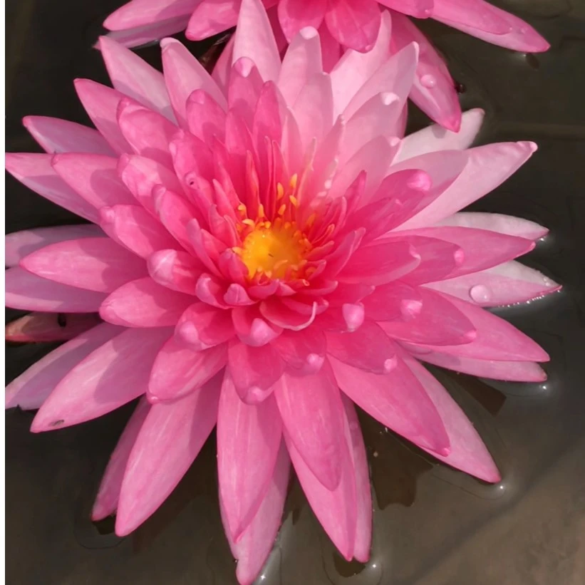 查叻    精品大型耐寒睡莲 花色多变