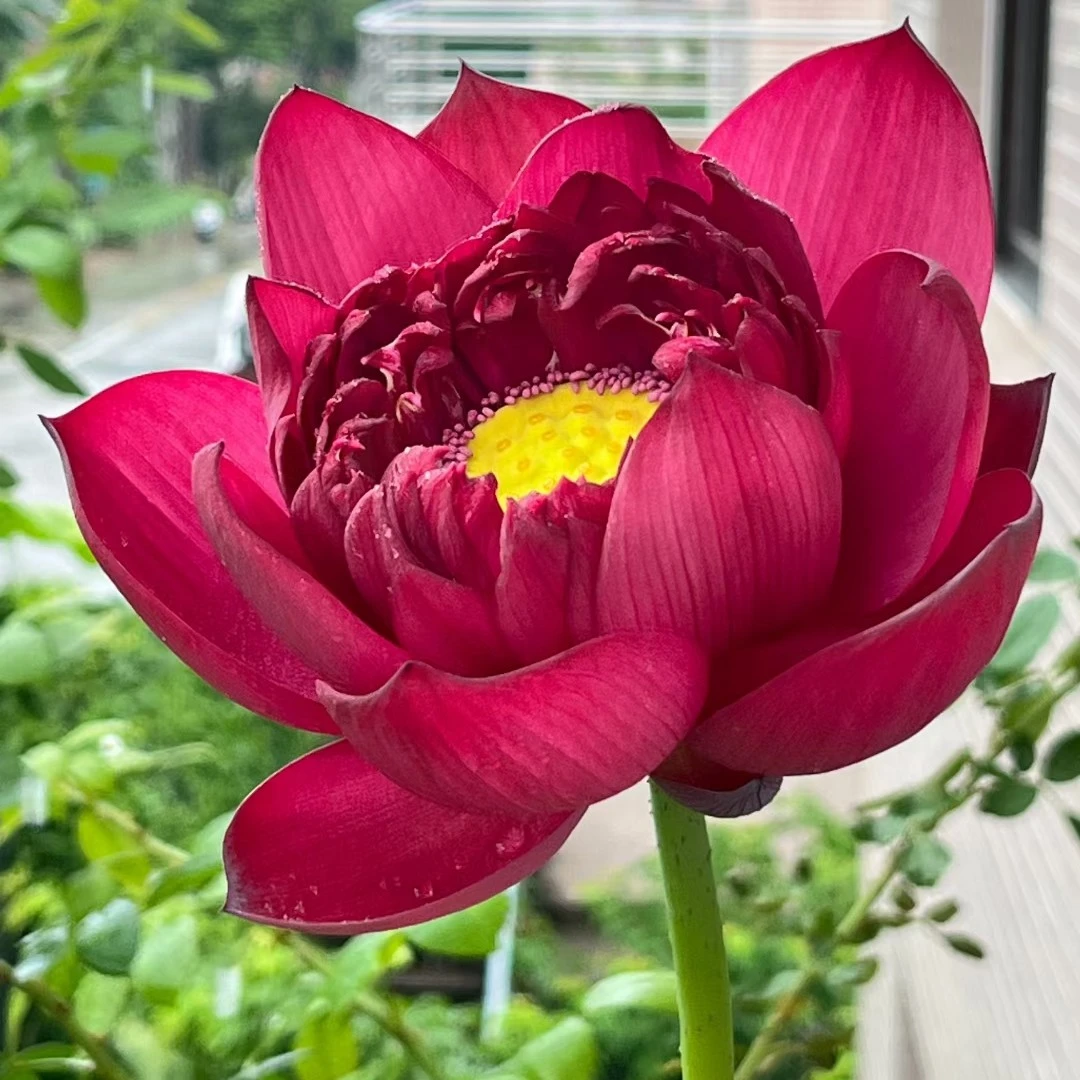 墨红   大型荷花水缸水池都可栽种