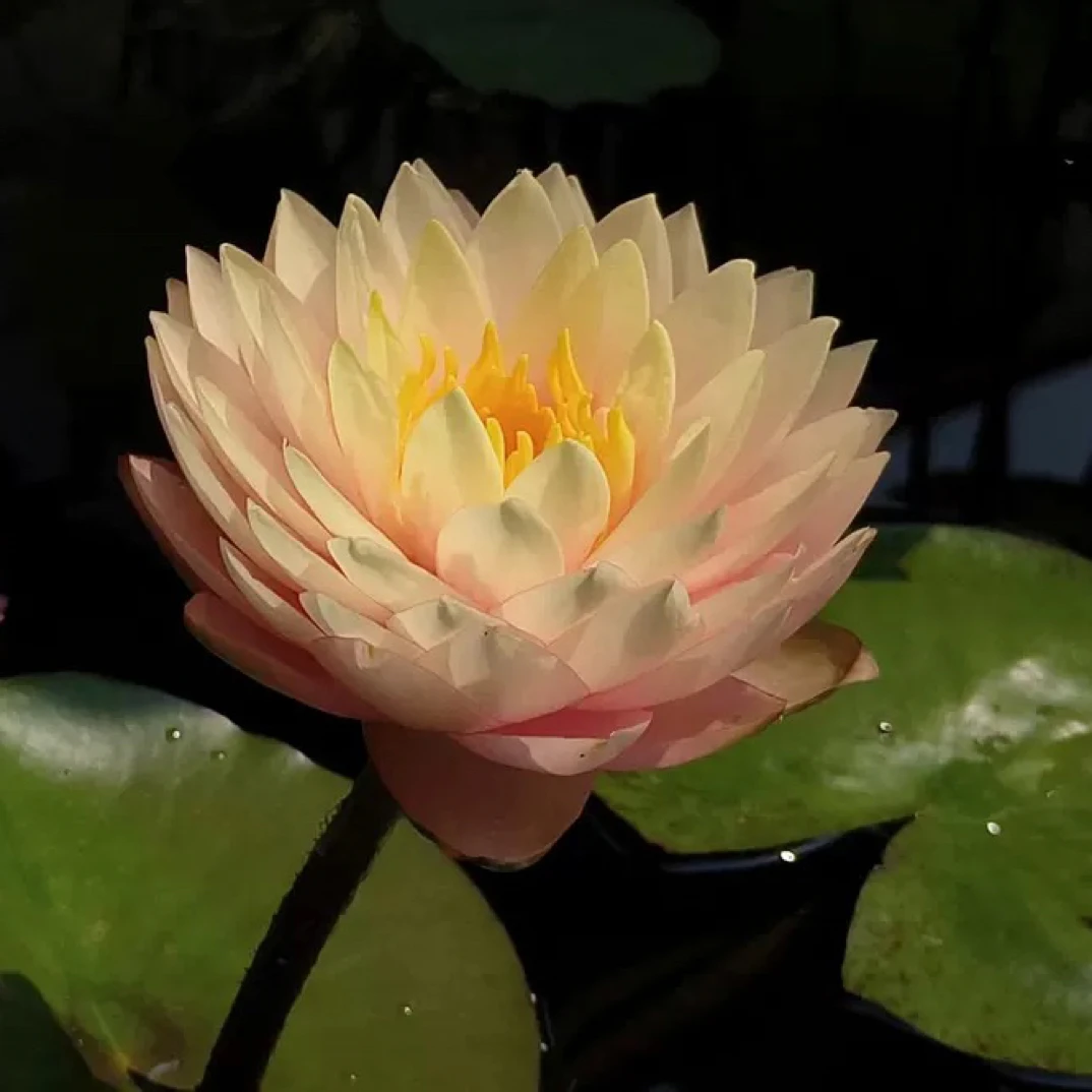 羞涩新娘     （随机送一颗）大型耐寒睡莲水生花卉阳台庭院