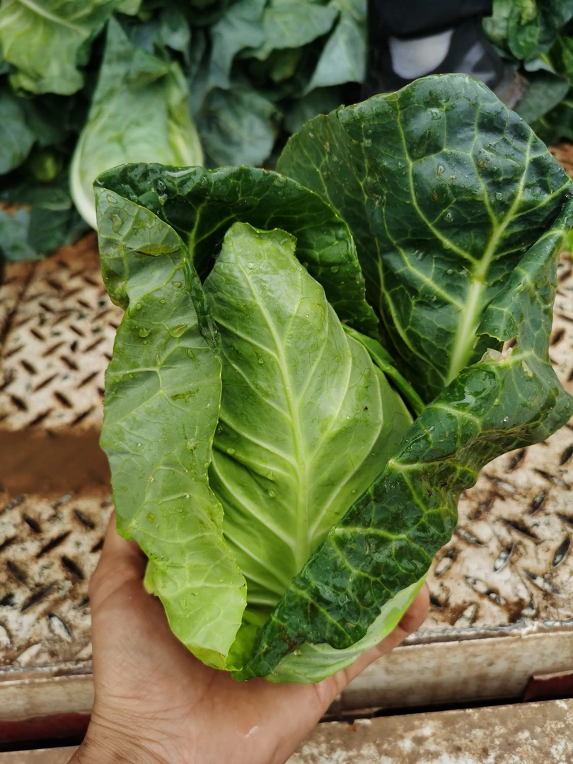 牛心甘蓝又叫牛心菜