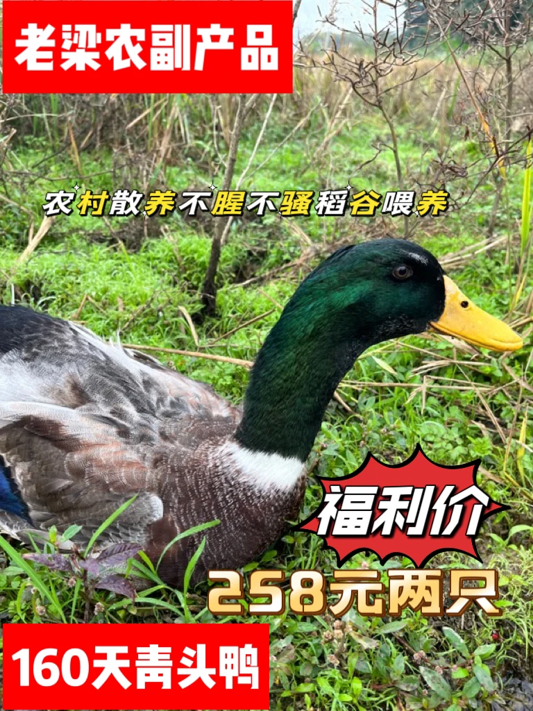 农村散养200天农村散养米饭鸭毛重10斤左右活体顺丰包邮