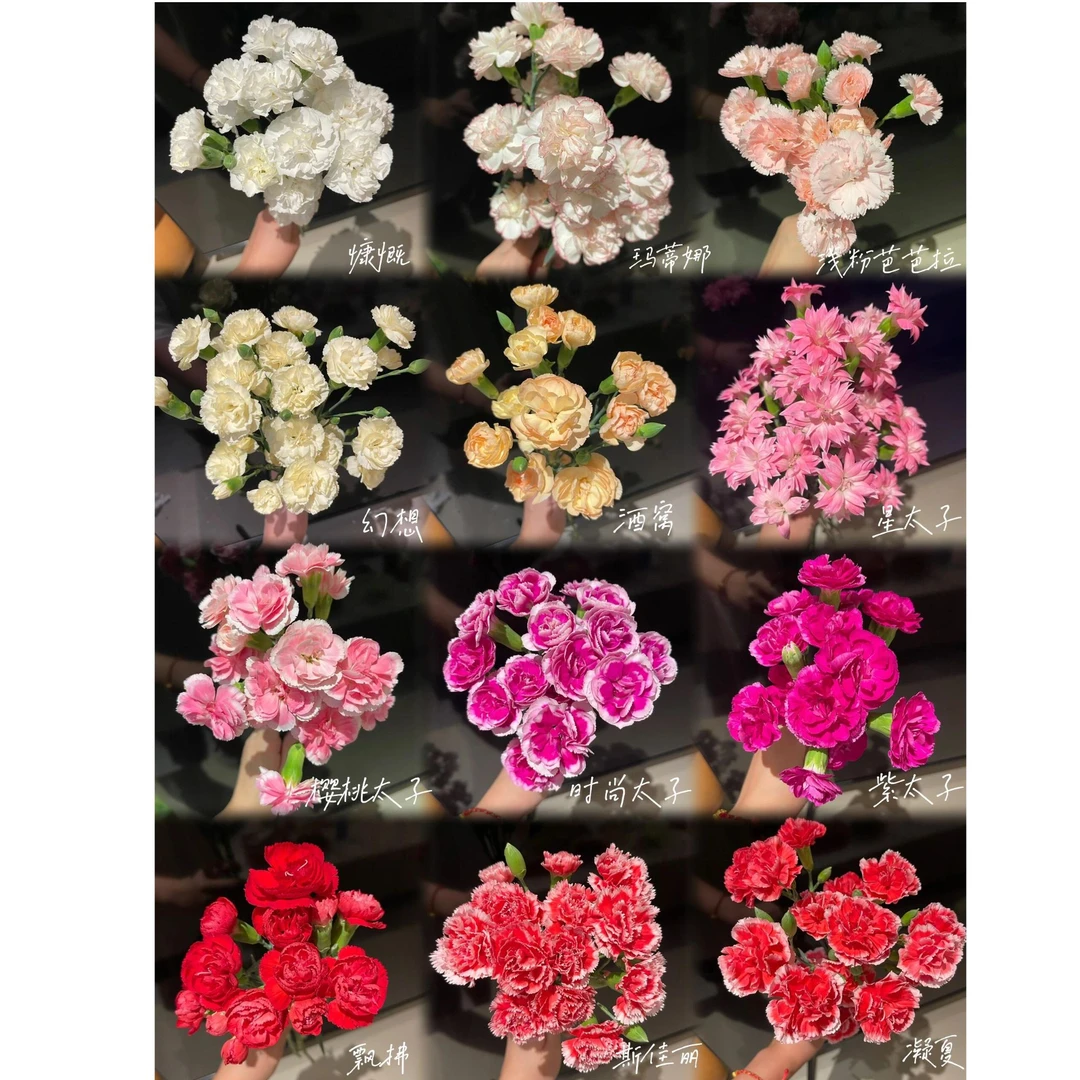 【花缘花卉】多丁多头康乃馨18支（会多发2支作损补） 昆明直发鲜切花