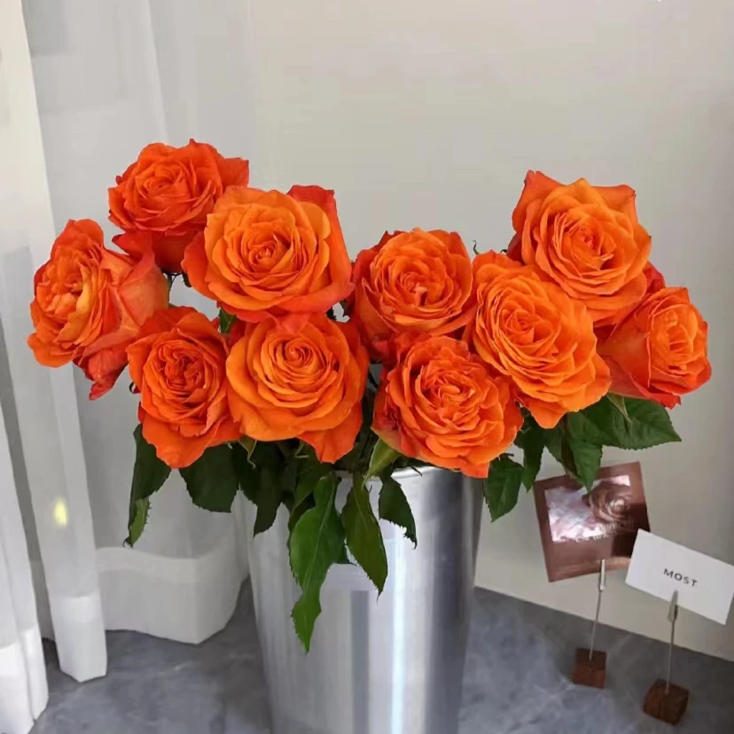 【国王日玫瑰】云南鲜花直发新鲜优选鲜花一单陆运两单冷链三单顺丰