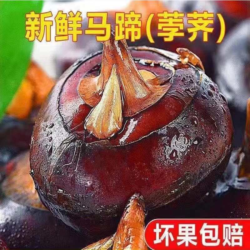 新鲜马蹄荸荠特大果精选多汁现挖现发水果蔬菜清甜3/5斤包邮