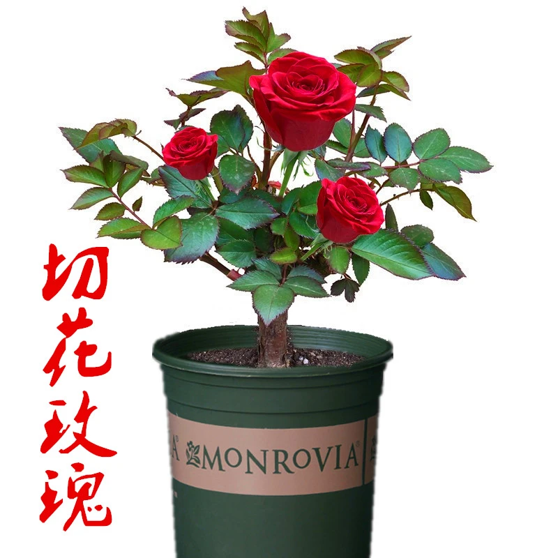 稀有玫瑰品种西域曼陀罗观花植物室内成活月季四季开花盆栽花