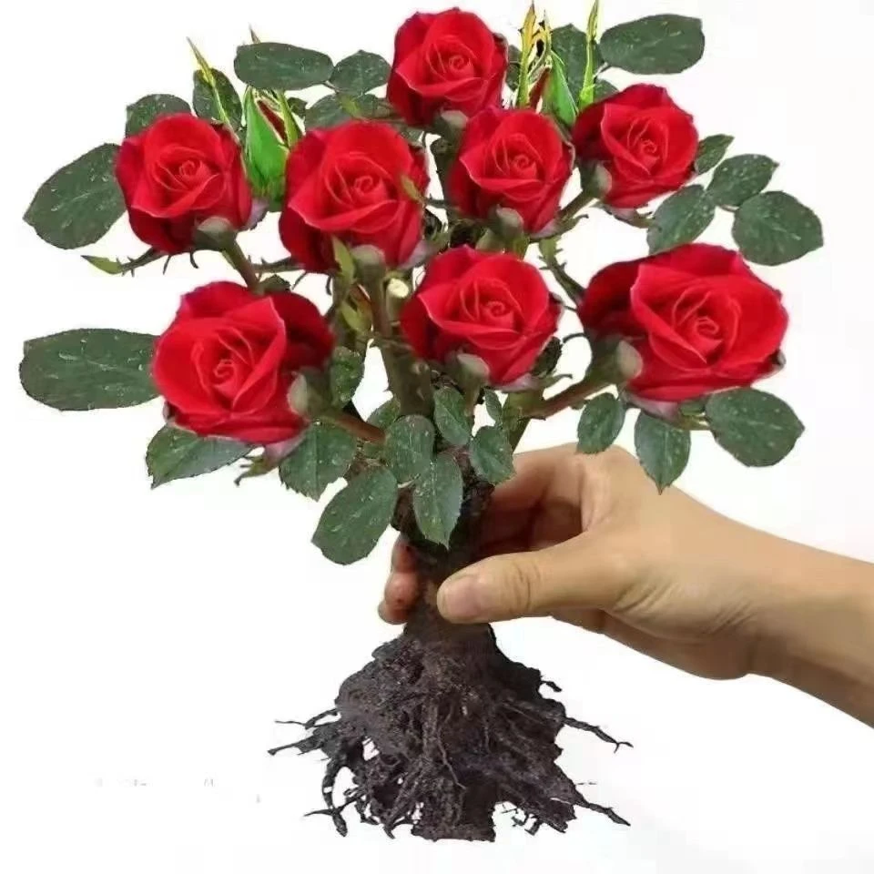 【买一发三】玫瑰花苗四季开花室内外阳台观花植物月绿植盆栽花卉