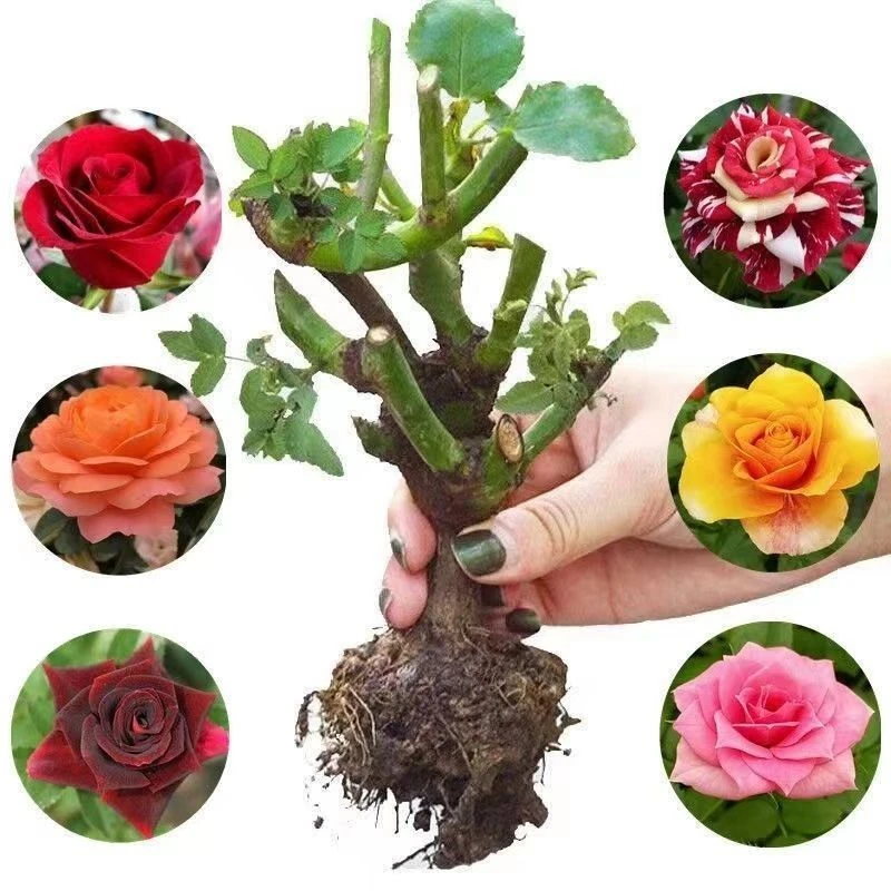 正宗玫瑰花老桩老根盆栽室内特大花易活四季开花月季花苗阳台