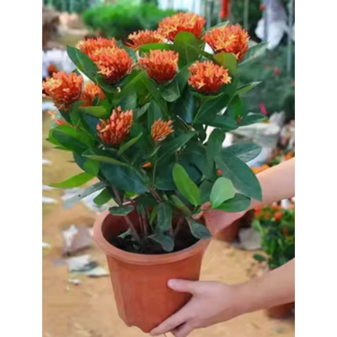 龙船花盆栽花苞绿植阳台绿植带很长四季常青室内发货花期花卉桌面