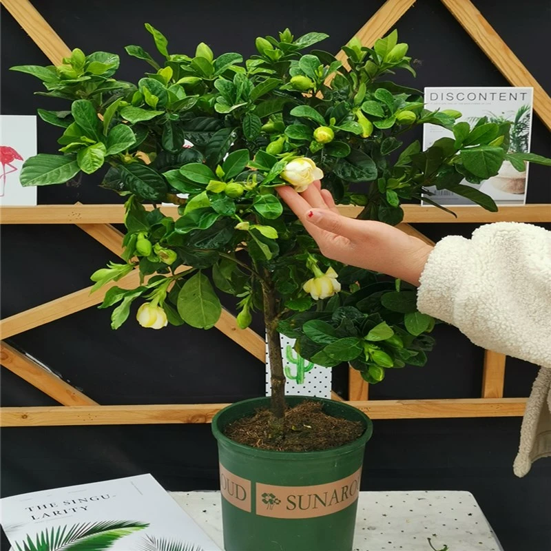 栀子花盆栽大颗独杆四季植物不断浓香带花苞植物室内好养绿植花卉